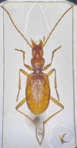 Duvalius brujasi